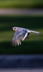 Preview wallpaper blue jay, bird, flight, wildlife