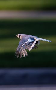 Preview wallpaper blue jay, bird, flight, wildlife