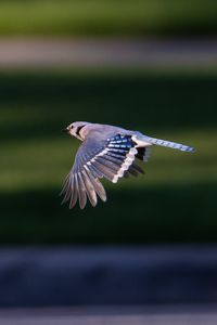 Preview wallpaper blue jay, bird, flight, wildlife