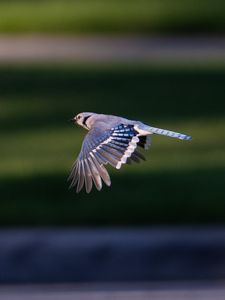 Preview wallpaper blue jay, bird, flight, wildlife