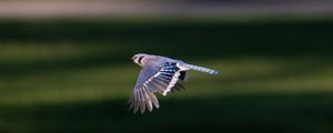 Preview wallpaper blue jay, bird, flight, wildlife