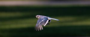 Preview wallpaper blue jay, bird, flight, wildlife