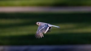 Preview wallpaper blue jay, bird, flight, wildlife