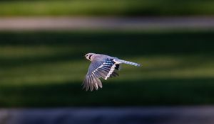 Preview wallpaper blue jay, bird, flight, wildlife