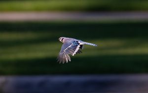 Preview wallpaper blue jay, bird, flight, wildlife