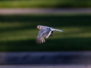 Preview wallpaper blue jay, bird, flight, wildlife