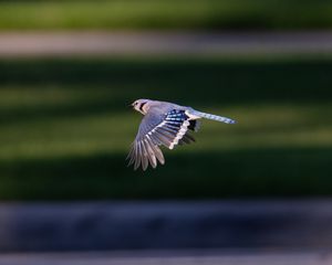 Preview wallpaper blue jay, bird, flight, wildlife