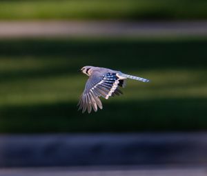 Preview wallpaper blue jay, bird, flight, wildlife