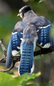 Preview wallpaper blue jay, cyanocitta cristata, birds, branches, leaves, blur, swing