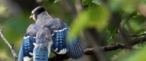 Preview wallpaper blue jay, cyanocitta cristata, birds, branches, leaves, blur, swing