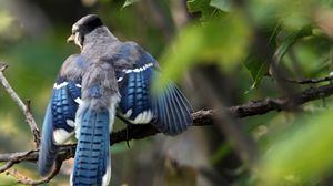 Preview wallpaper blue jay, cyanocitta cristata, birds, branches, leaves, blur, swing