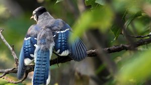 Preview wallpaper blue jay, cyanocitta cristata, birds, branches, leaves, blur, swing