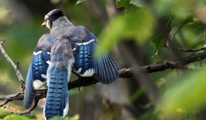 Preview wallpaper blue jay, cyanocitta cristata, birds, branches, leaves, blur, swing