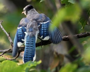 Preview wallpaper blue jay, cyanocitta cristata, birds, branches, leaves, blur, swing