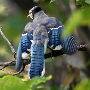 Preview wallpaper blue jay, cyanocitta cristata, birds, branches, leaves, blur, swing