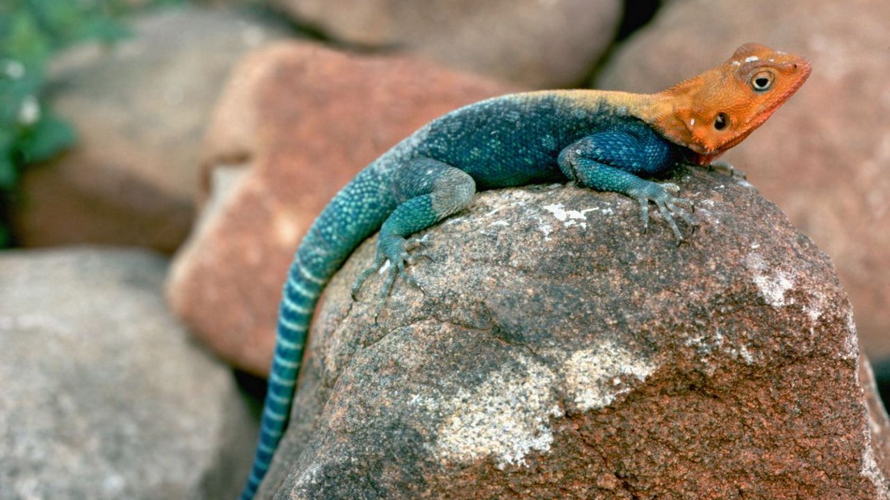 Wallpaper blue lizard, orange head, stones