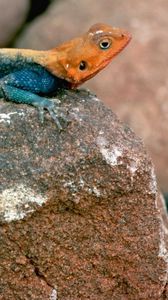 Preview wallpaper blue lizard, orange head, stones