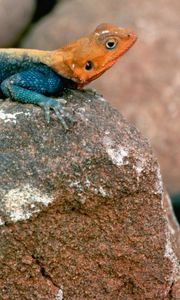 Preview wallpaper blue lizard, orange head, stones