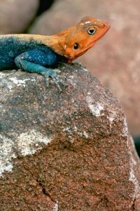 Preview wallpaper blue lizard, orange head, stones