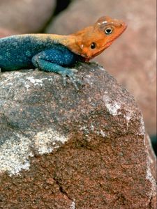 Preview wallpaper blue lizard, orange head, stones