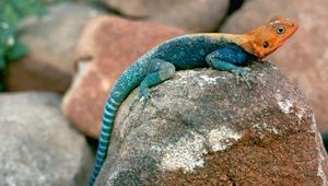 Preview wallpaper blue lizard, orange head, stones