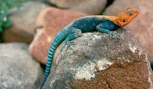 Preview wallpaper blue lizard, orange head, stones