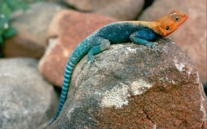 Preview wallpaper blue lizard, orange head, stones