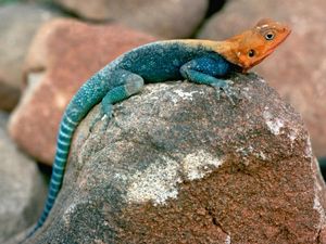 Preview wallpaper blue lizard, orange head, stones