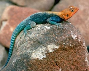 Preview wallpaper blue lizard, orange head, stones