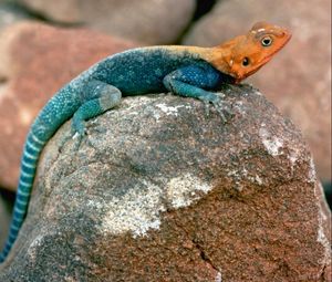 Preview wallpaper blue lizard, orange head, stones