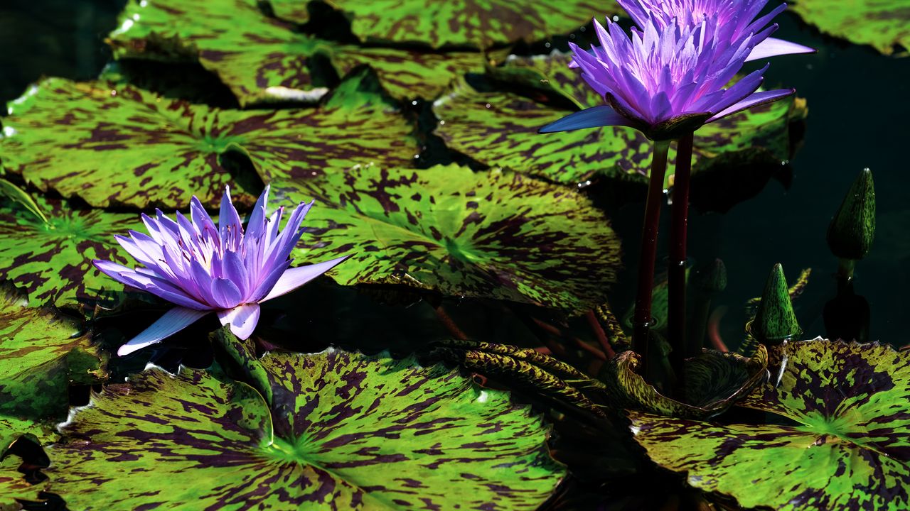 Wallpaper blue lotus, flowers, water, nature