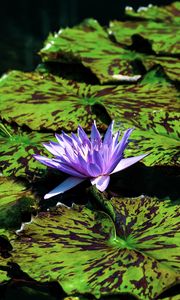 Preview wallpaper blue lotus, flowers, water, nature