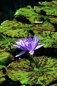 Preview wallpaper blue lotus, flowers, water, nature