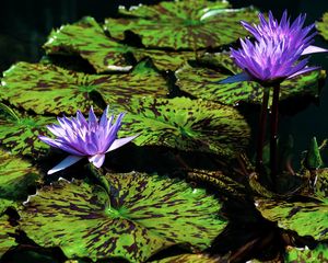 Preview wallpaper blue lotus, flowers, water, nature