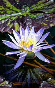 Preview wallpaper blue lotus, lotus, flower, pond, reflection