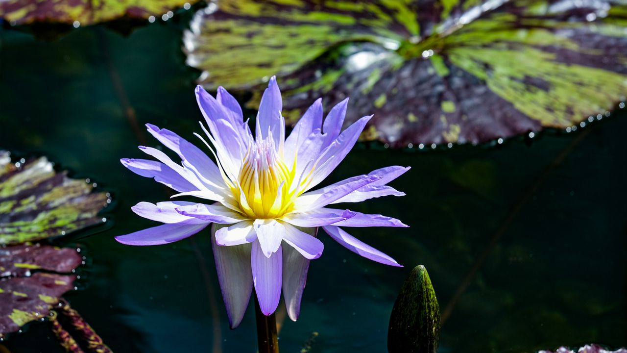 Wallpaper blue lotus, lotus, flower, pond, petals