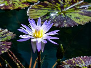 Preview wallpaper blue lotus, lotus, flower, pond, petals