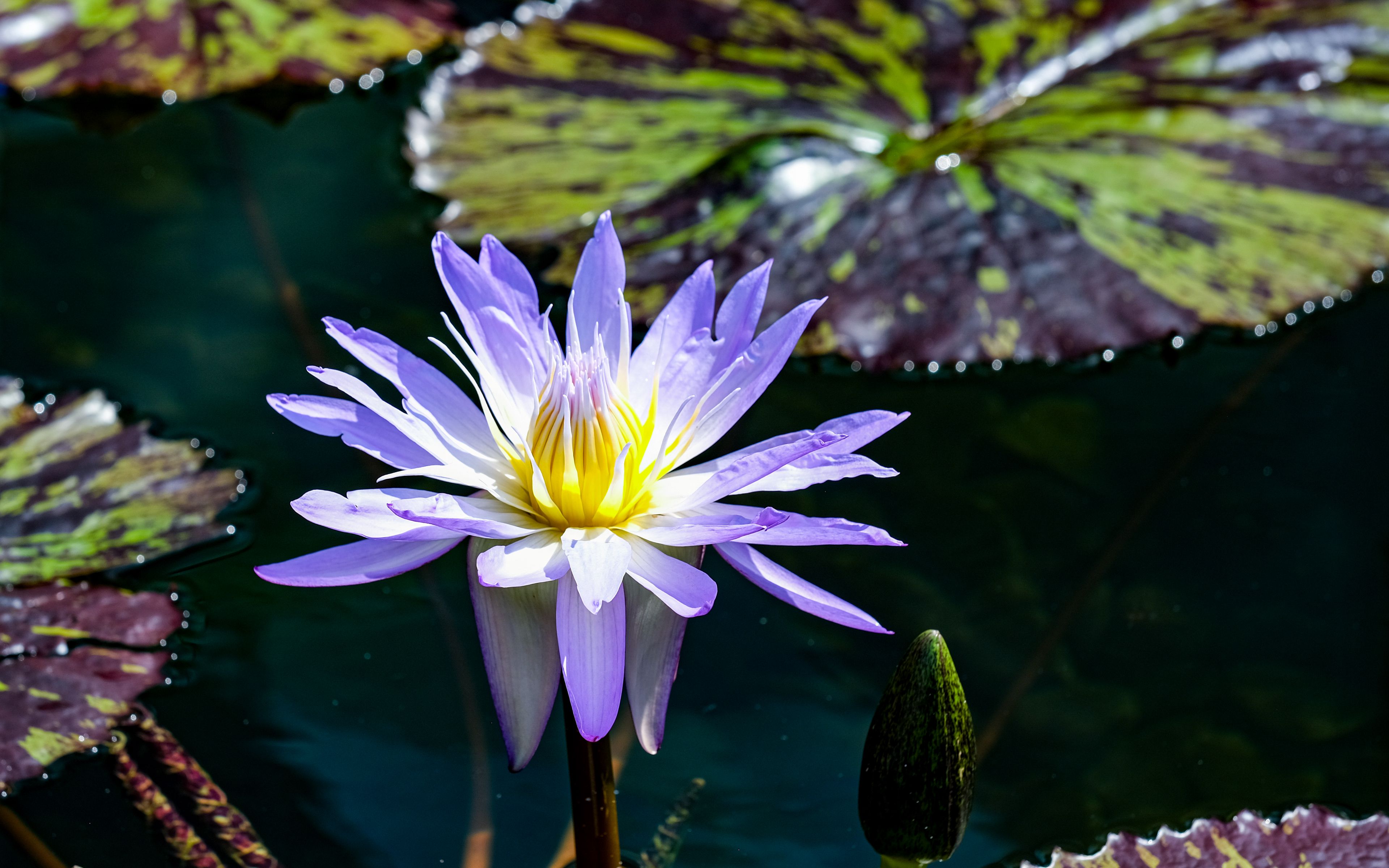 Download wallpaper 3840x2400 blue lotus, lotus, flower, pond, petals 4k ...