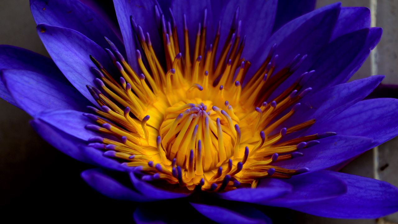 Wallpaper blue lotus, star lotus, water lily star, petals, bud