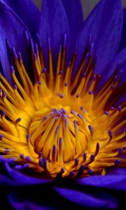 Preview wallpaper blue lotus, star lotus, water lily star, petals, bud