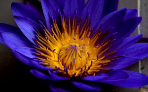 Preview wallpaper blue lotus, star lotus, water lily star, petals, bud