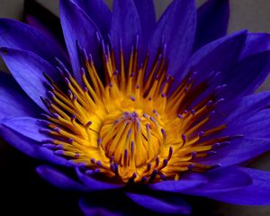 Preview wallpaper blue lotus, star lotus, water lily star, petals, bud