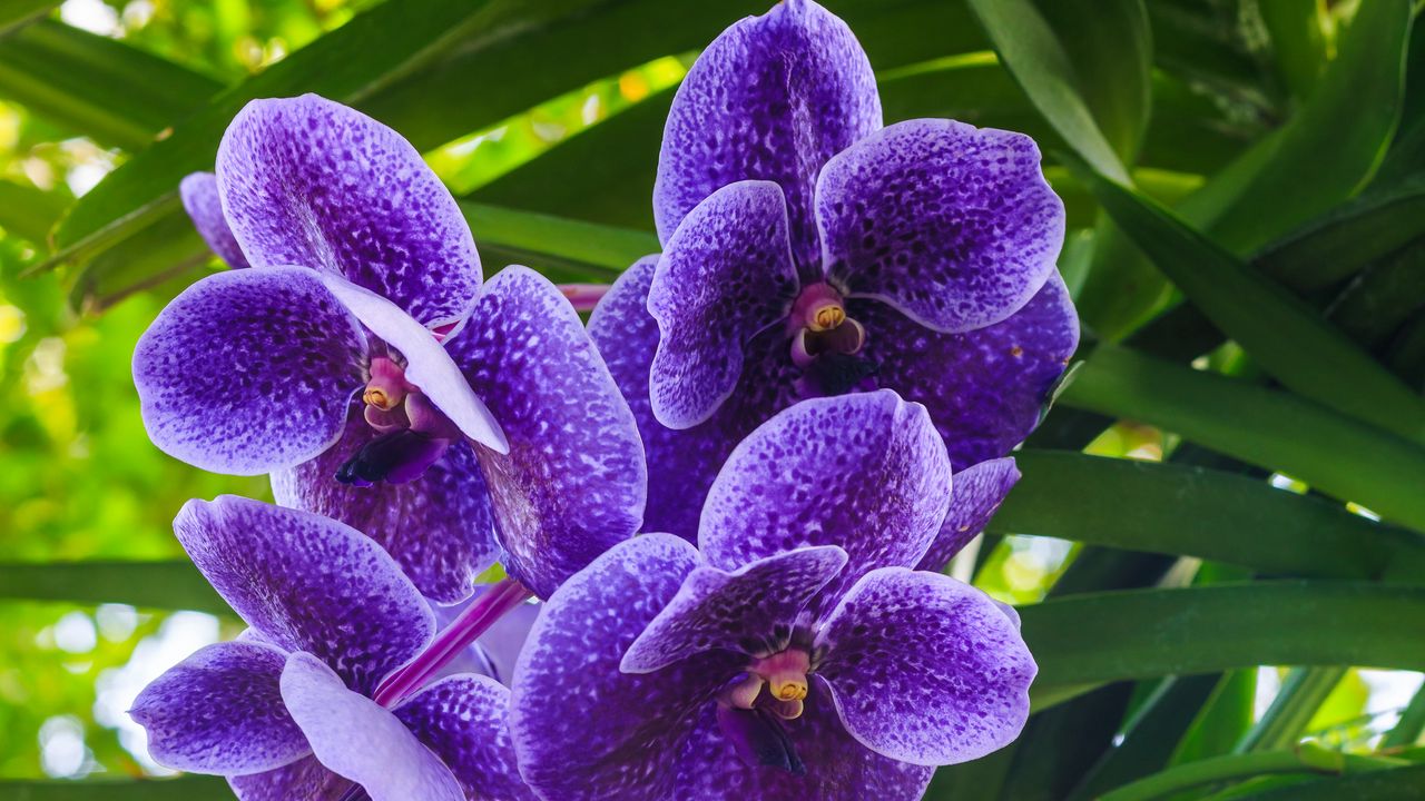 Wallpaper blue orchid, orchid, flowers, petals, purple