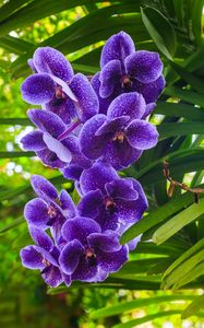 Preview wallpaper blue orchid, orchid, flowers, petals, purple