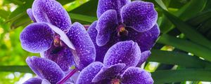 Preview wallpaper blue orchid, orchid, flowers, petals, purple