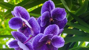 Preview wallpaper blue orchid, orchid, flowers, petals, purple