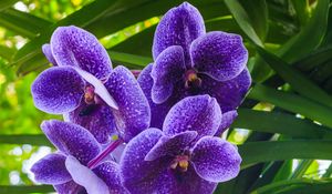 Preview wallpaper blue orchid, orchid, flowers, petals, purple