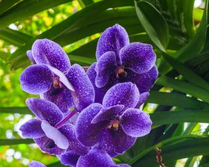 Preview wallpaper blue orchid, orchid, flowers, petals, purple