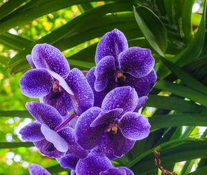 Preview wallpaper blue orchid, orchid, flowers, petals, purple