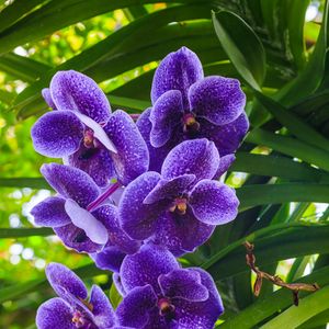 Preview wallpaper blue orchid, orchid, flowers, petals, purple